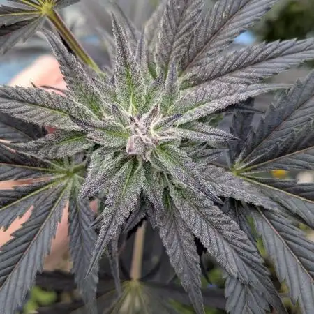 Grow2025