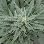 Grow2025