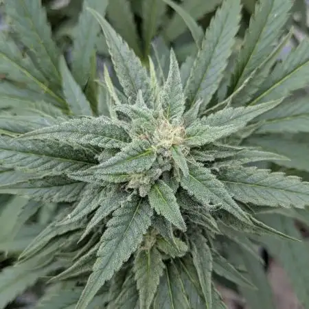 Grow2025