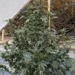 Grow2025