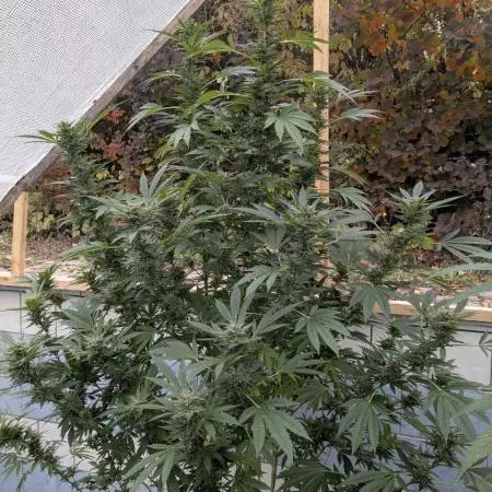 Grow2025