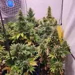 Girl Scout Cookies Auto