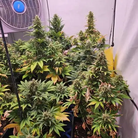 Girl Scout Cookies Auto