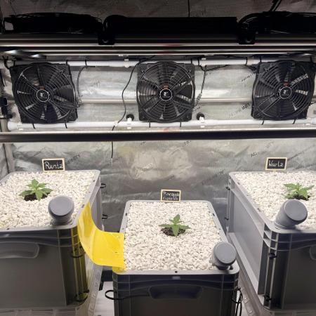 First Zamnesia Auto F1 Indoorgrow