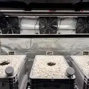 First Zamnesia Auto F1 Indoorgrow