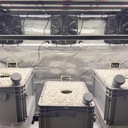 First Zamnesia Auto F1 Indoorgrow