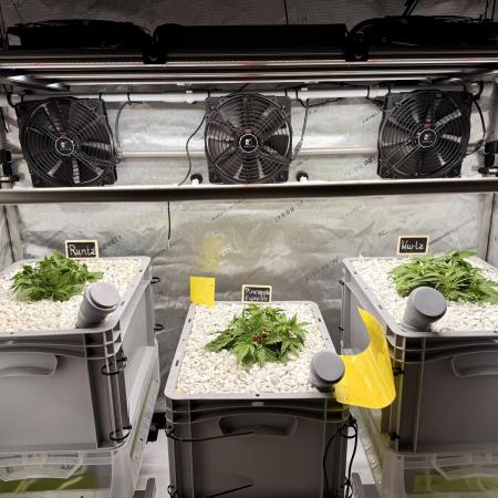 First Zamnesia Auto F1 Indoorgrow