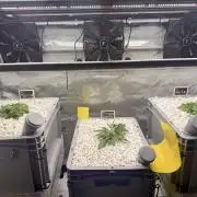 First Zamnesia Auto F1 Indoorgrow