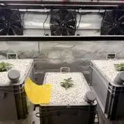 First Zamnesia Auto F1 Indoorgrow