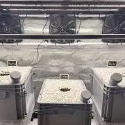 First Zamnesia Auto F1 Indoorgrow