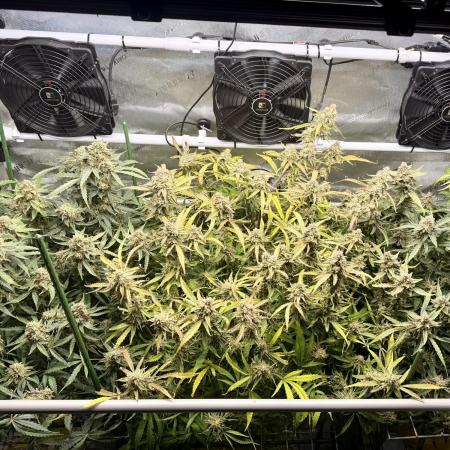 Zamnesia Auto F1 #1