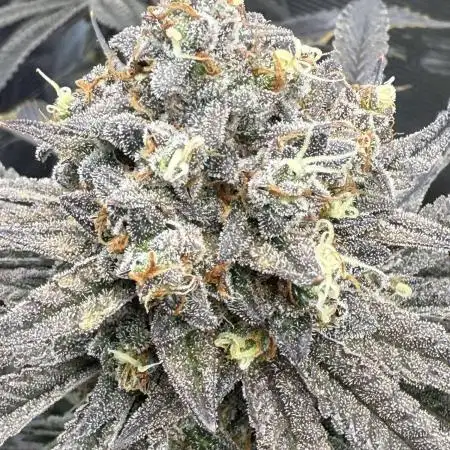 4x2 Mars Hydro