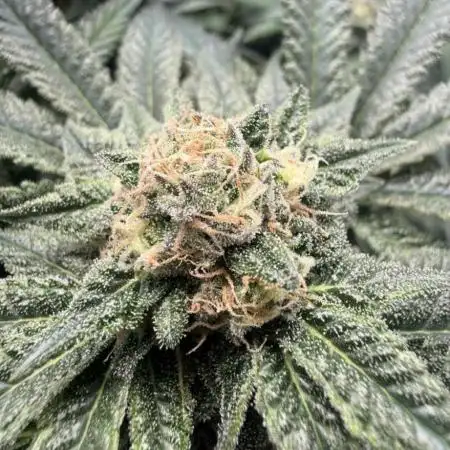 4x2 Mars Hydro