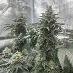 Bubblegum Gelato Grow