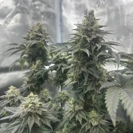 Bubblegum Gelato Grow
