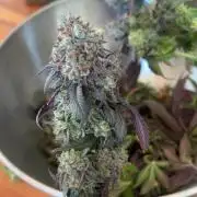 Cherry Zelato (Cookies)