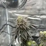 Black Cherry Gushers