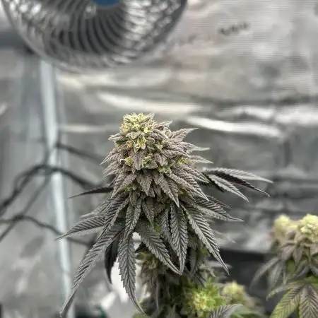 Black Cherry Gushers