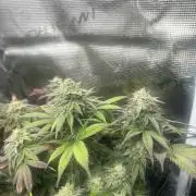 Lemon Cherry Gelato