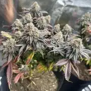 Rainbow Sherbert