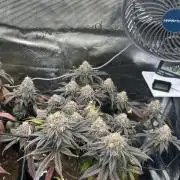 Rainbow Sherbert