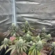 Cherry Zelato (Cookies)