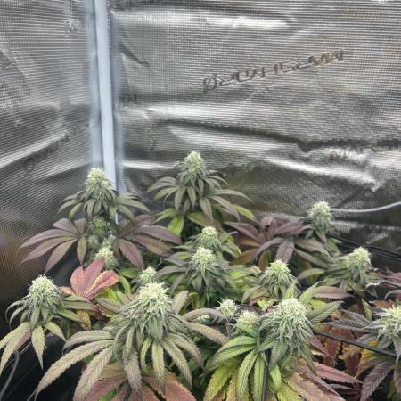 Cherry Zelato (Cookies)
