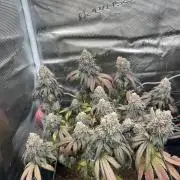 Cherry Zelato (Cookies)