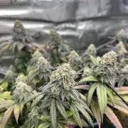 Cherry Zelato (Cookies)