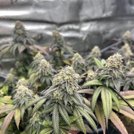 Cherry Zelato (Cookies)
