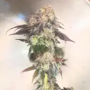 Rainbow Sherbert