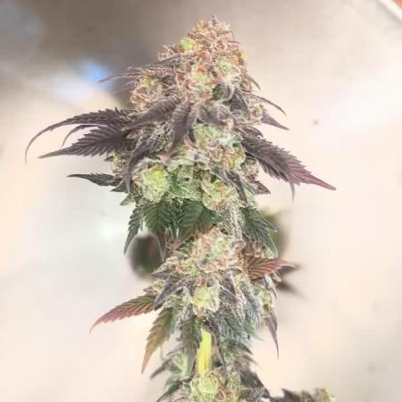Rainbow Sherbert