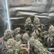 Cherry Zelato (Cookies)