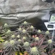 Rainbow Sherbert
