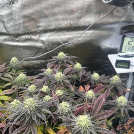 Rainbow Sherbert