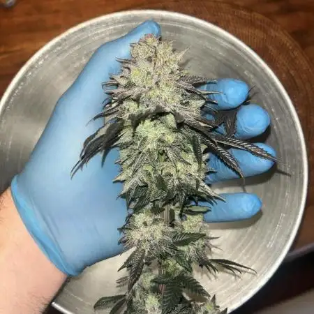 Bubblegum Gelato Grow