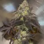 Black Cherry Gushers