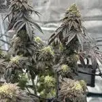 Black Cherry Gushers