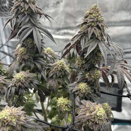 Black Cherry Gushers