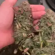 Cookie Casket