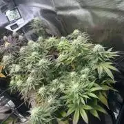 Lemon Cherry Gelato