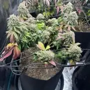 Cookie Casket