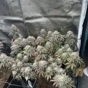 Lemon Cherry Gelato