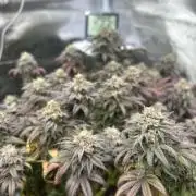Lemon Cherry Gelato