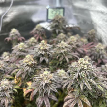 Lemon Cherry Gelato