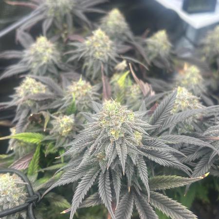 Rainbow Sherbert