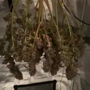 Lemon Cherry Gelato