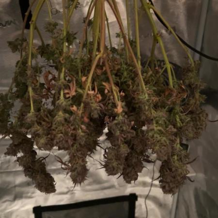 Lemon Cherry Gelato