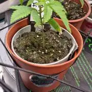 Criminal Seeds: Carbon Filter X OG kush