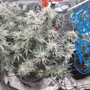 AnanaZ🍍 (will be my next addiction)